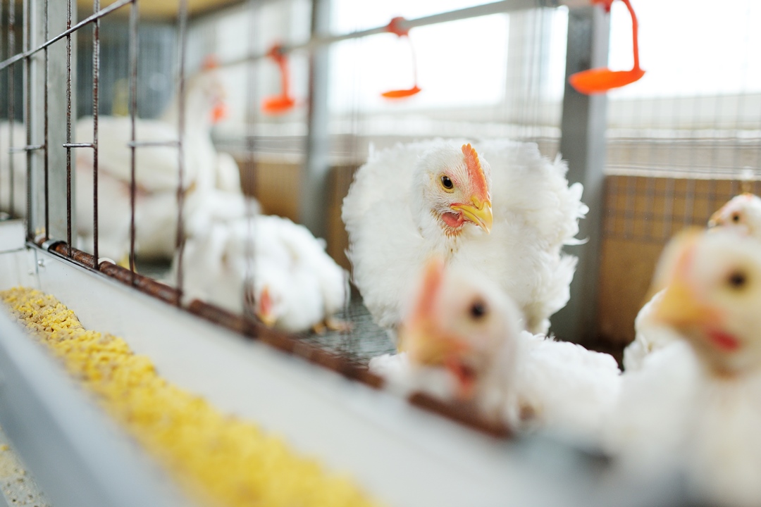 Ilustrasi - pemeliharaan ayam broiler