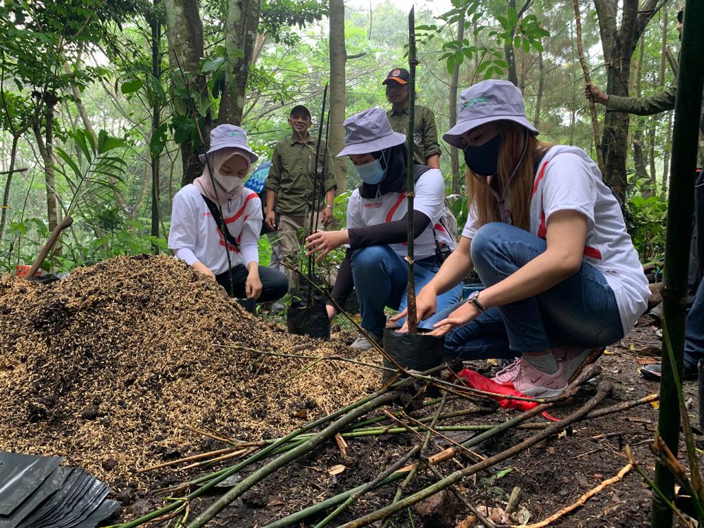 Pemindahan Bibit Bambu ke Polybag