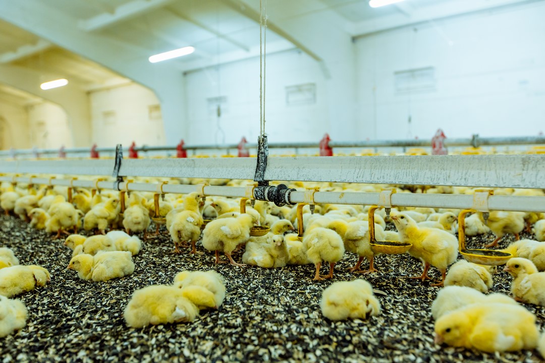 Ilustrasi - kandang broiler closed house