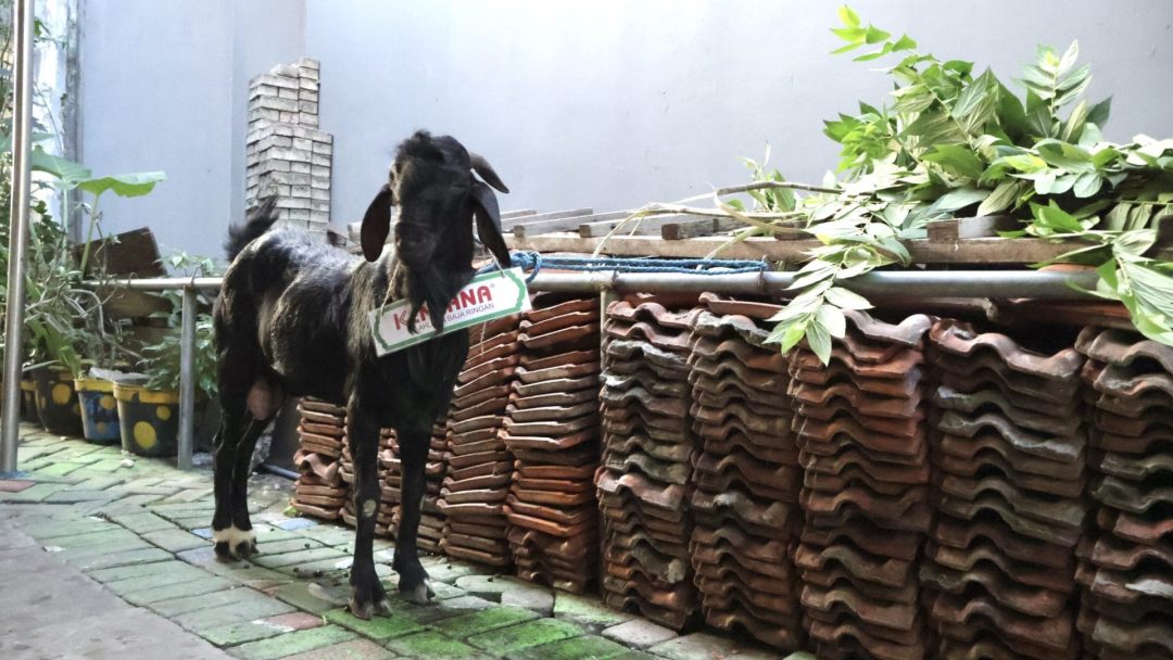 KENCANA berkurban di Idul Adha 1446 H